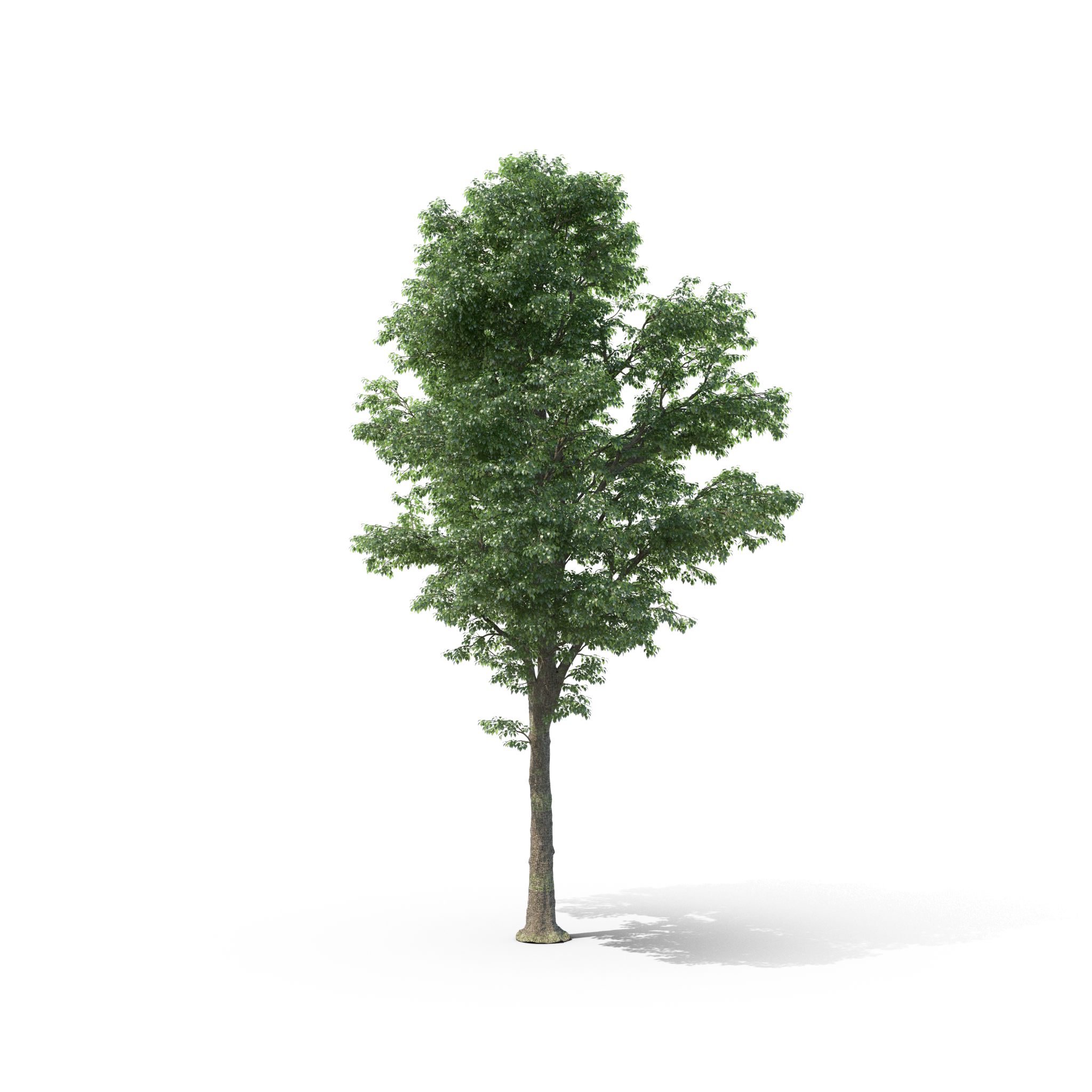 Tilia Tree.I07.2k O que é um produto verde ou sustentável?